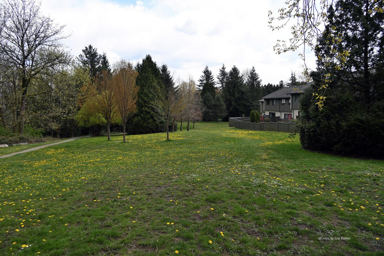 Looking down the slope in the eastern direction, lots of Dandelions