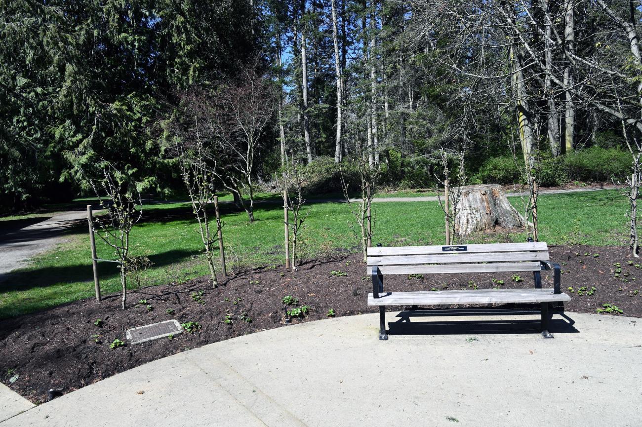 An inviting bench in the sun, the leaves are just emerging