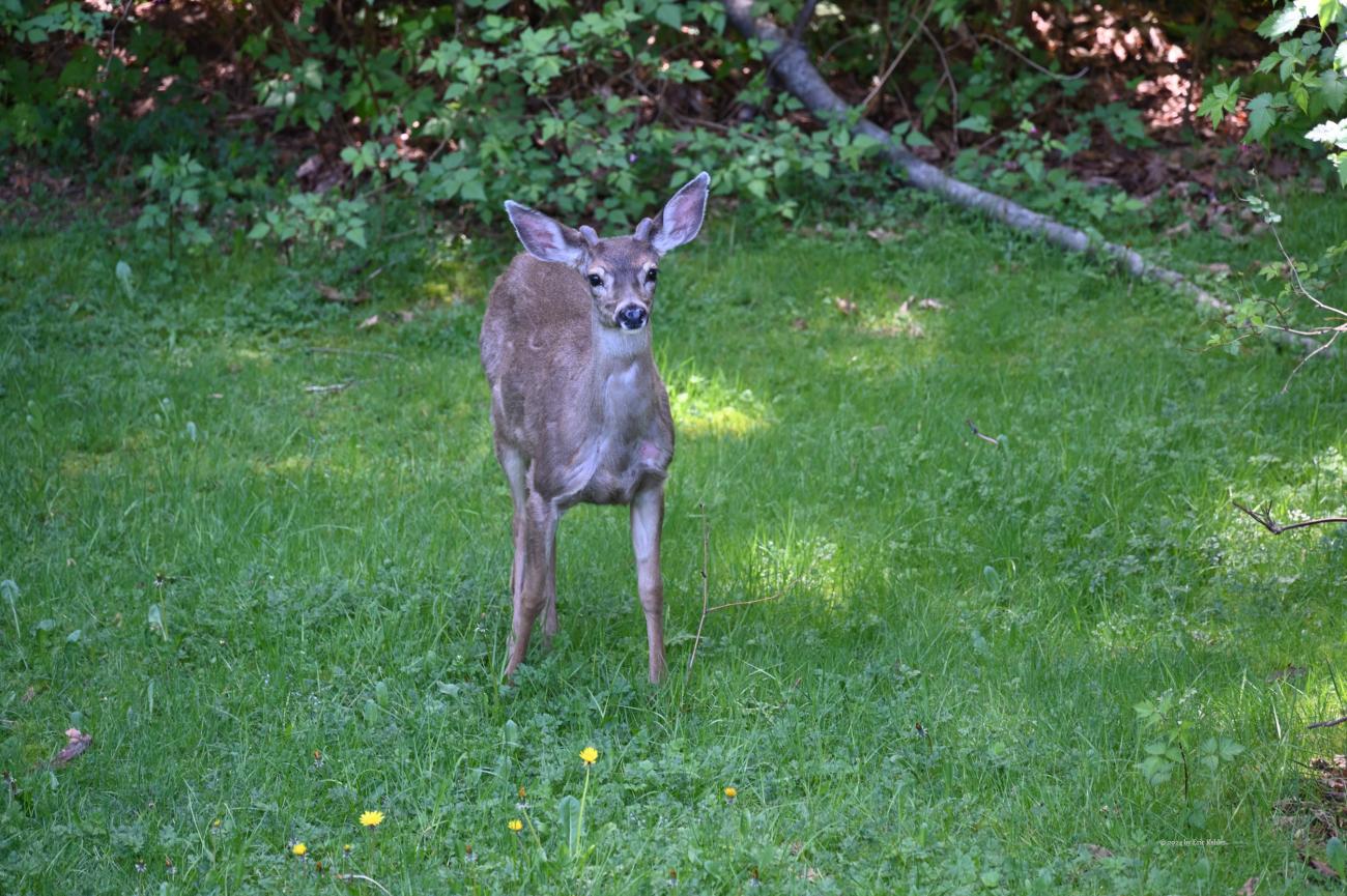 A local checking out our use of the park