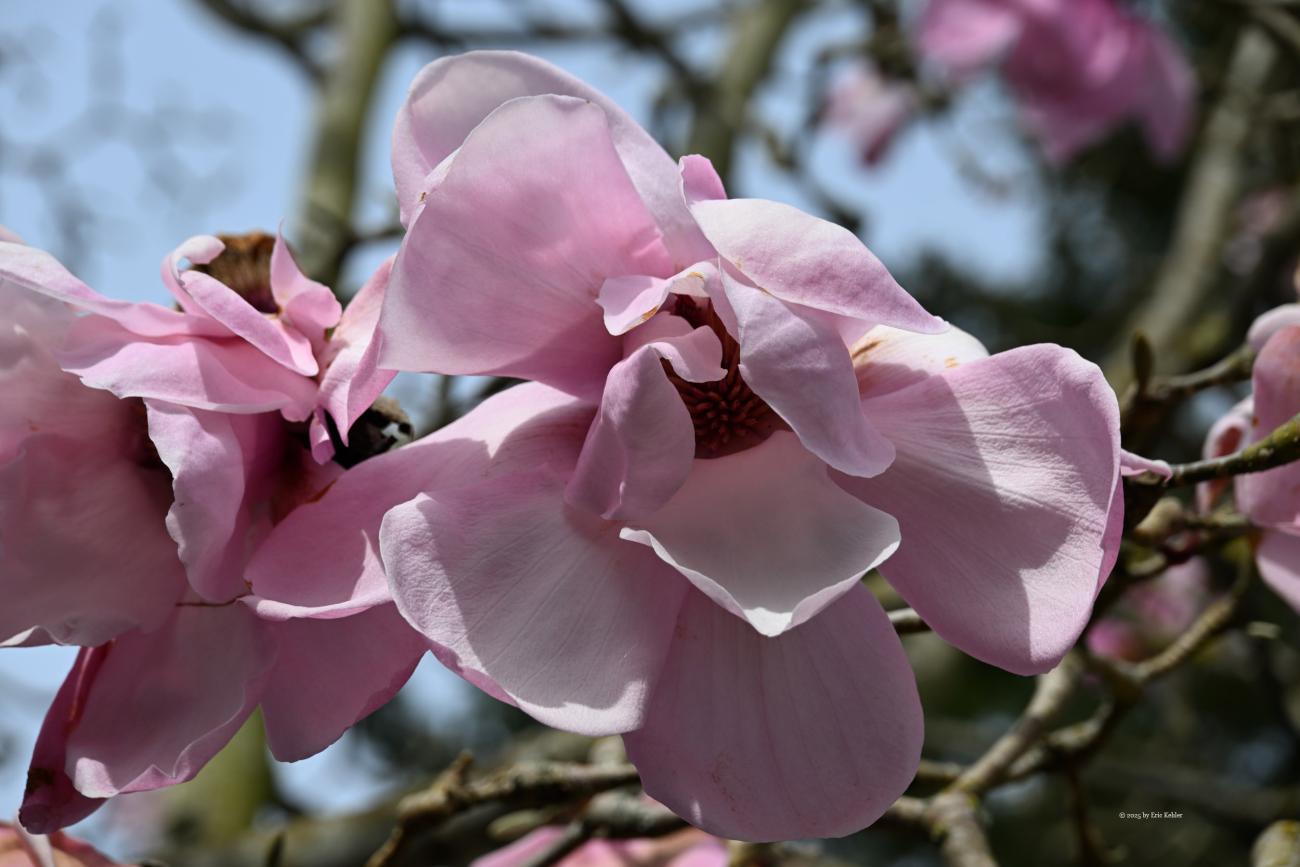 A huge Lily Magnolia tree in Ocean Park