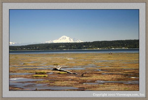 Mt. Baker and Diftwood