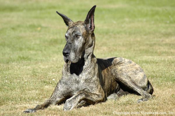 A picture of our Great Dane