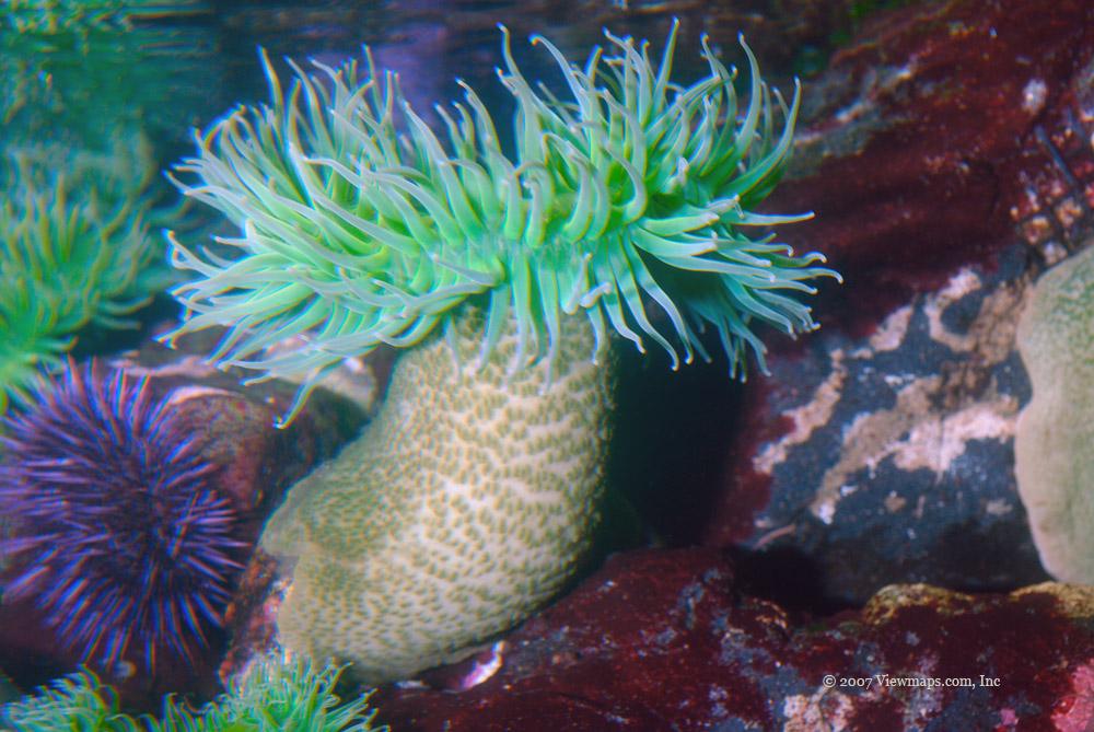 Giant Green Anemone