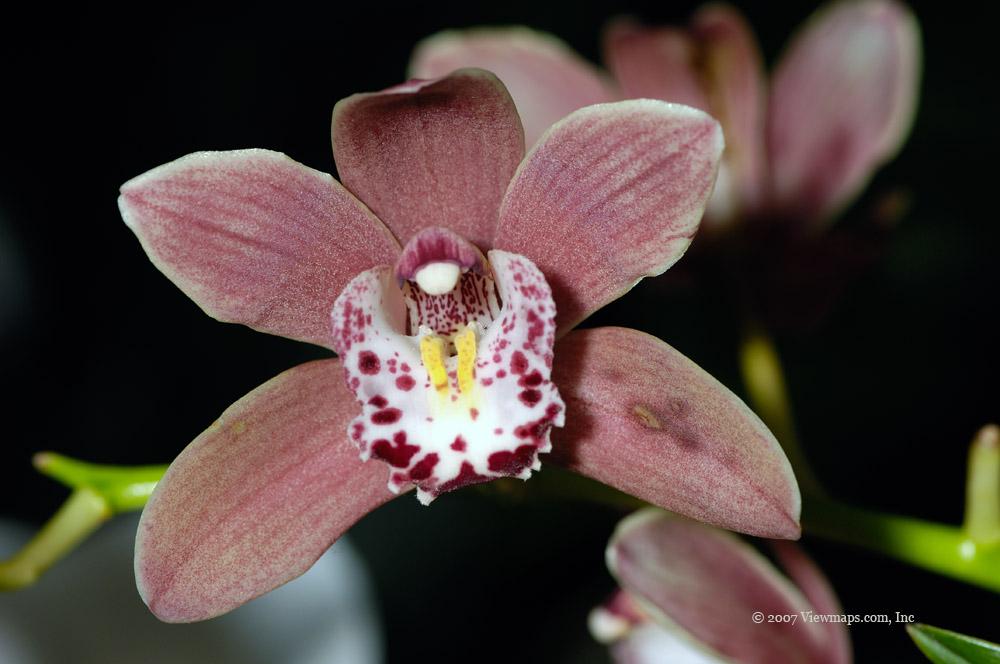 The colour and texture of the petals was quite intriguing.