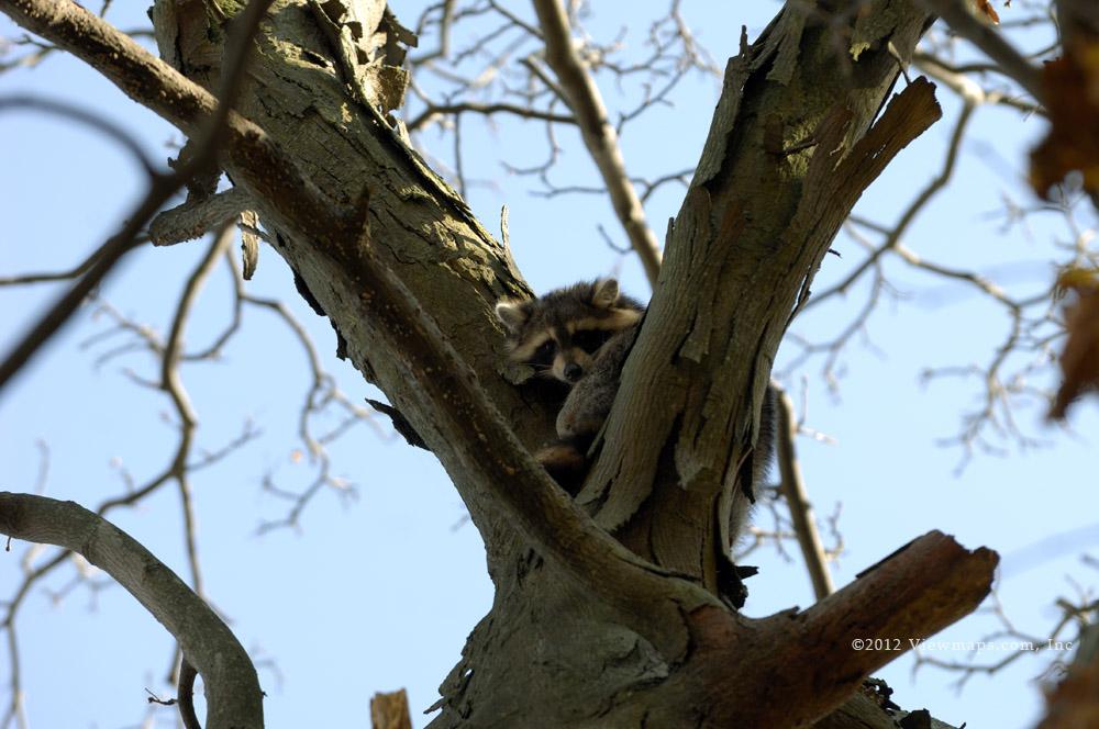 This little guy kept climbing higher to ensure he was safe from me