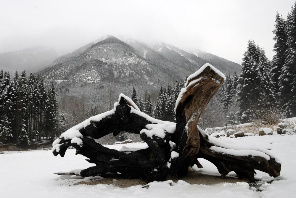 I really loved the look of this stump.