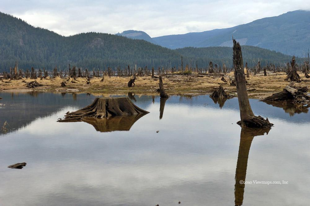 The stumps are quite amazing to look at