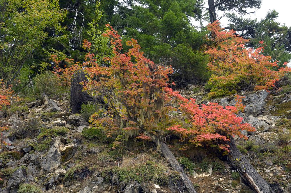 The richness of the greens really set off the reds