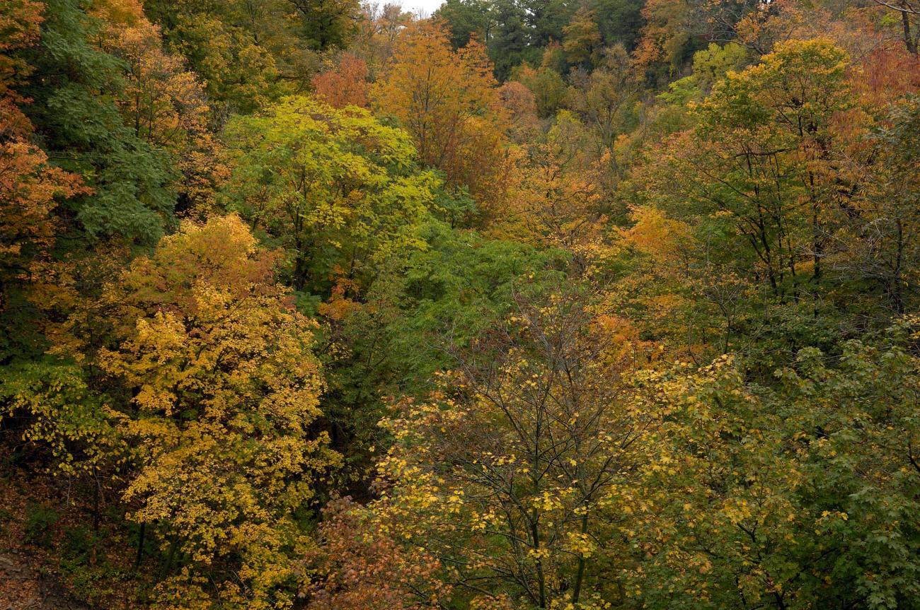 Some nice colours in Cedoke Falls Ravine