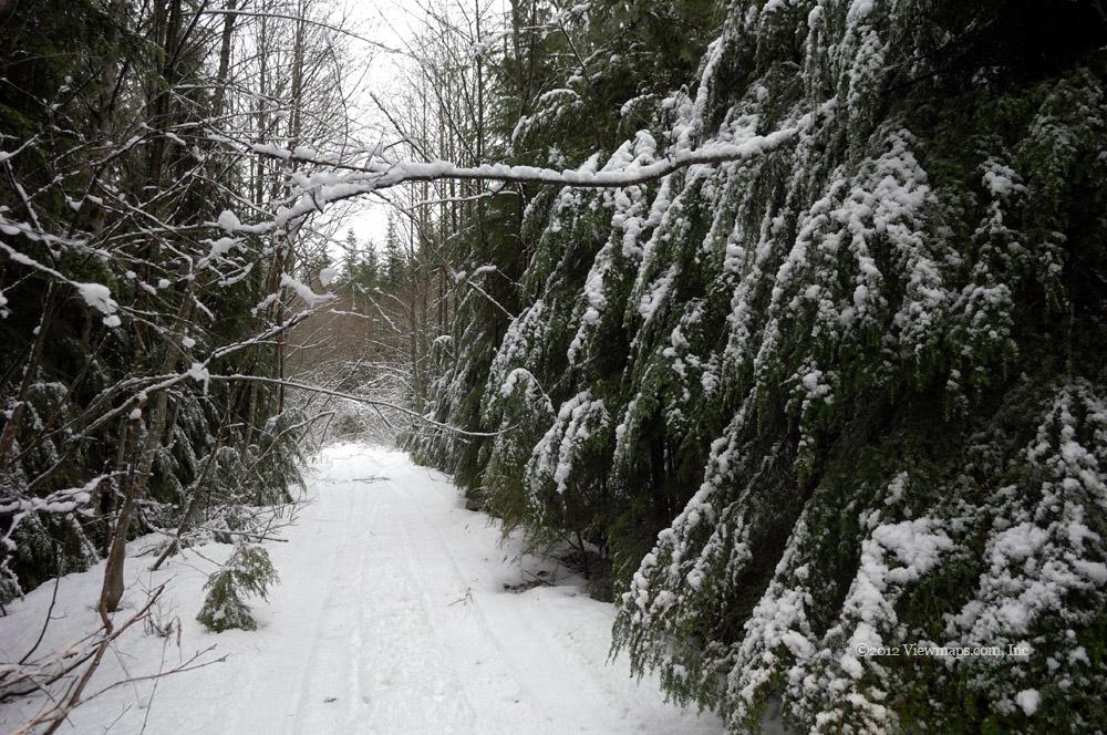 A nice snow covered hedge