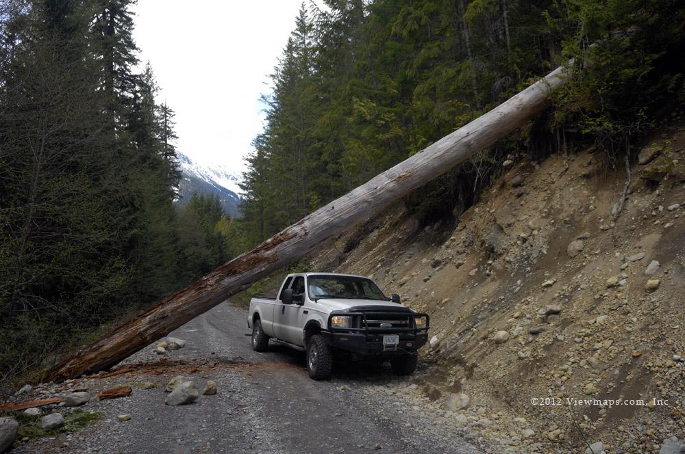 An incredibly large tree that fell across the road