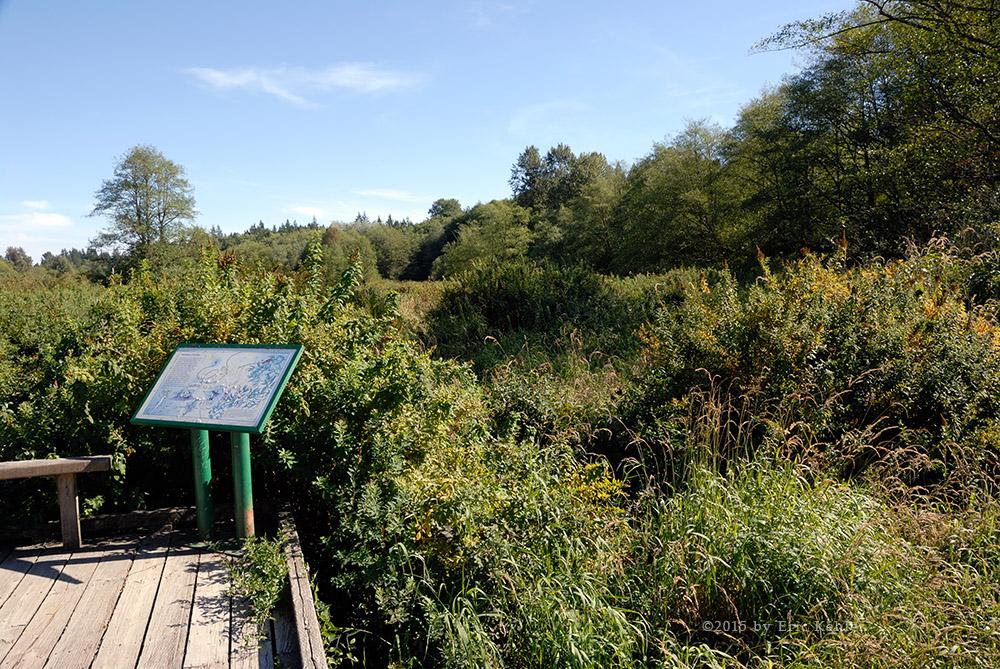 The south bridge, lots of green, no water!