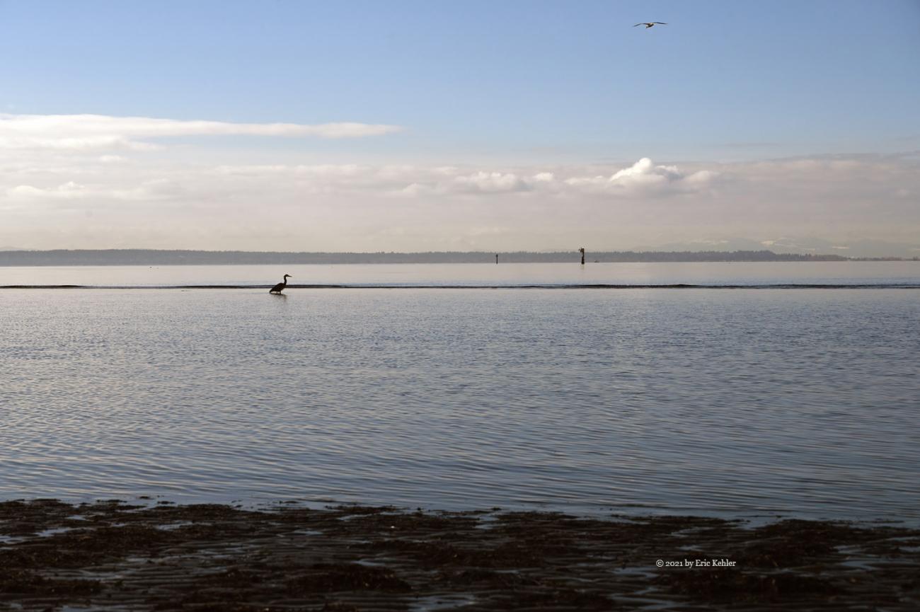 a Heron fishing in a tidal pool