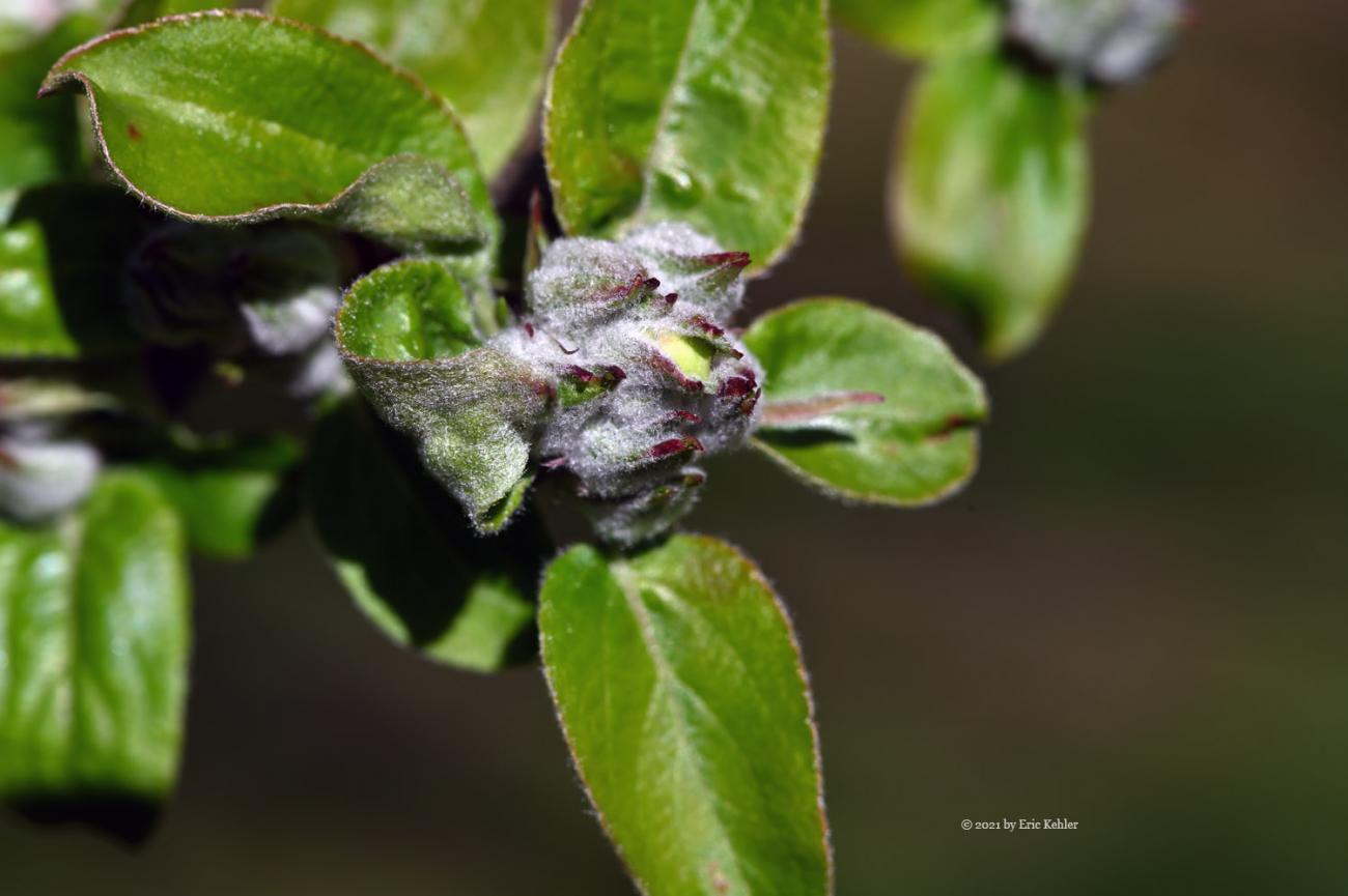 Apple blossoms about to emerge