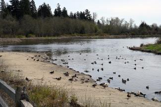 Migrating ducks resting in the lake