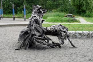 An interesting old stump on display