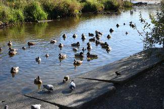 Lots of ducks of many sorts to enjoy