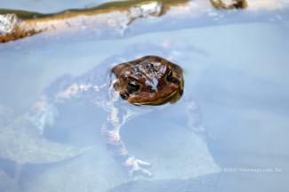 A second browner toad that stayed in the water