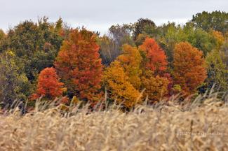This field was still standing, the trees behind were incredible
