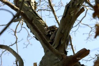 This little guy kept climbing higher to ensure he was safe from me