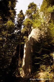 The trail up was full of beautiful rock walls and trees growing out of them in seemingly impossible locations.