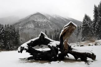I really loved the look of this stump.