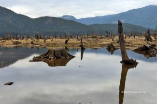 The stumps are quite amazing to look at