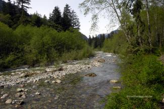 A look up strean along Lynn Creek