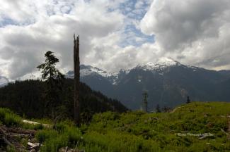 Siguard & Pelion Peaks with behind a few trees