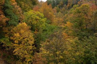 Some nice colours in Cedoke Falls Ravine