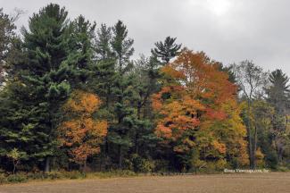 The contrast between the oranges and greens was quite stiking