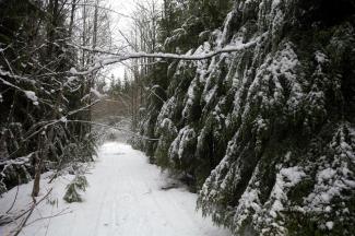 A nice snow covered hedge