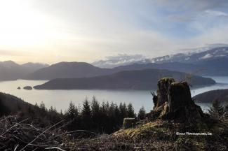 A lake and stump with a view