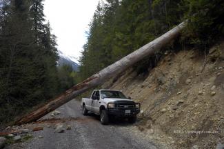 An incredibly large tree that fell across the road