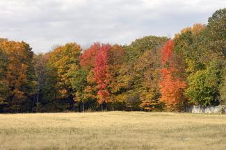 A lovely stand of trees across a harvested field