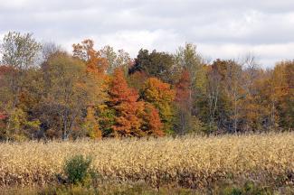 Looking across the corn in Dexter