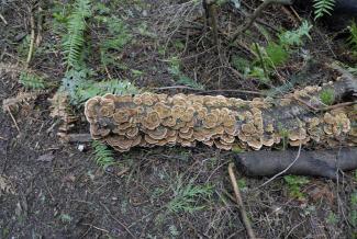 Some of the interesting fungus growing on the summit
