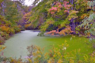 A small pond beside Roberts Line