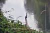 When I arrived a Heron looking over the waters for a fish 
