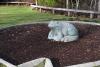 A frog sculpture for people to contemplate