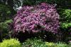 The park had a large number of Rhodos all in bloom, some were very spectacular