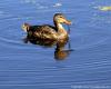 A duck feeding off of the bottom of the pond.