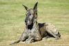 A picture of our Great Dane