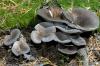 One of the first clusters we found on our walk.