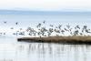 A few of the 1000's of ducks in the area