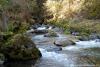 A beautiful little stream which flows under the forest service road.