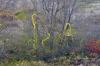 the remains of a vine growing along a creek bed