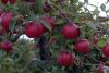 The apples were beautiful red and the numbers were astounding