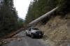 An incredibly large tree that fell across the road