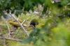 Our third bear of the day. This one simply watched us as we watched him